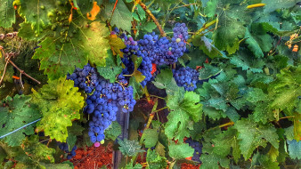    1742718 (a):Barborka :2560x1440