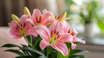 3 ,  , flowers, 