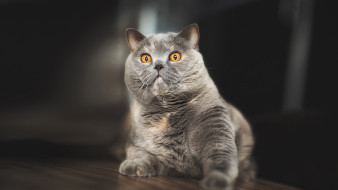 , , 