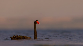 black swan, , , black, swan