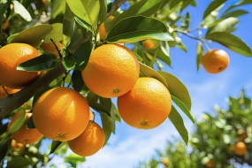 3 ,  , nature, , , 