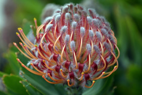 leucospermum, , 