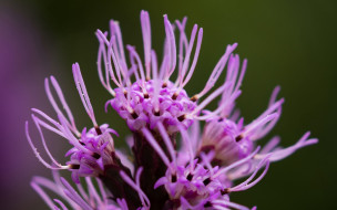 liatris, , 