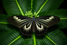 3 ,  , animals, , , , , , c, 