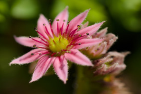 sempervivum, , 