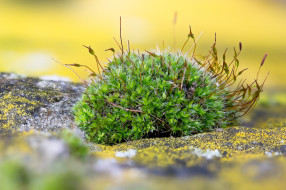 ���� ��� �������� ����� �1757653 �������(a):������ ����������:4985x3319