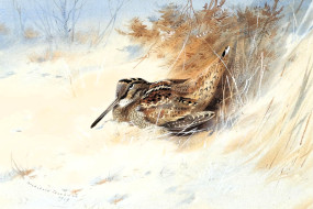 , archibald thorburn, , , , 