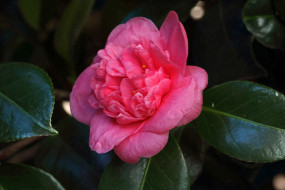 ���� ��� �������� ����� �1758552 �������(a):Barborka ����������:1920x1280