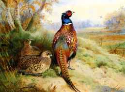 , archibald thorburn, , , , , , , 