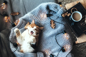 ���� ��� �������� ����� �1759908 �������(a):����_��� ����������:2000x1333