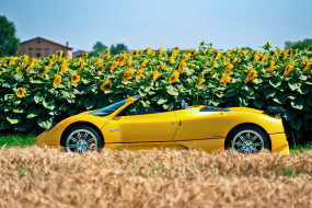 ����������, pagani