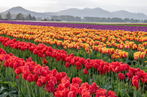 �����, ��������