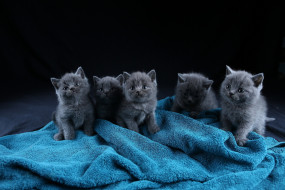 ��������, ����, ���, �����, ������