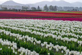 �����, ��������