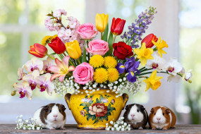 ��������, ������� ������,  ������, ���������