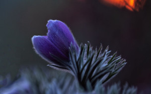 ���� ��� �������� ����� �1762241 �������(a):Barborka ����������:2560x1600