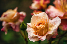 �����, ����, ������