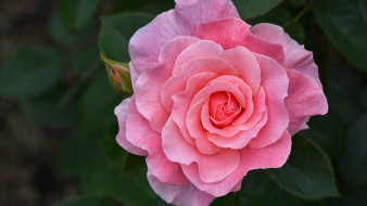 �����, ����, �������, ����, �����