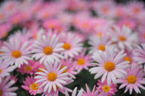 �����, �������, ����