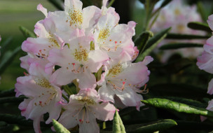 �����, ������������ , ������, �����, �����������, ��������