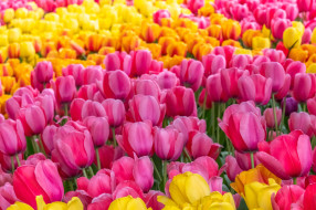 �����, ��������