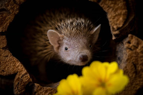 ��������, ���, ����