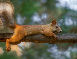 ��������, �����, �����