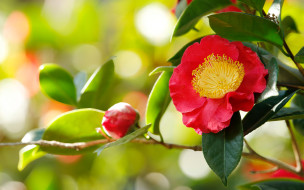 �����, �������