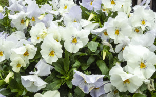 �����, ������� ������ , ������� ������, �����, �������, ������, �����