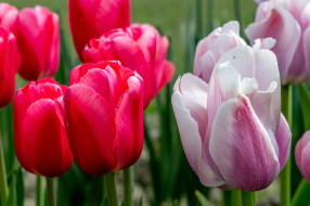 �����, ��������