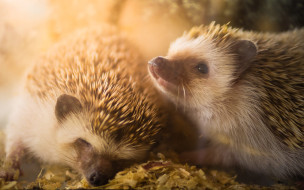 ��������, ���