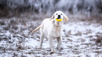 ��������, ������, �����, �����, ��������, �������, ����