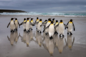 ��������, ��������, �����