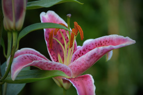 �����, �����,  ���������, ������