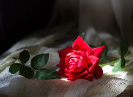 �����, ����, ������