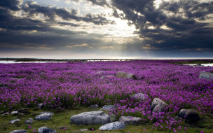 Purple Edelweiss on the Hudson Bay in Canada     1920x1200 