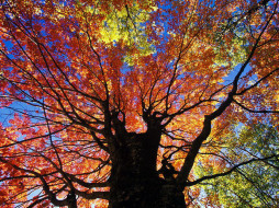 Red Maple in Autumn West Virginia     1024x768 