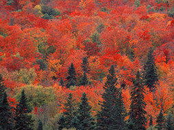 Sugar Maples and Spruce Trees Ontario Canada     1280x960 