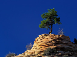 Single Pine Tree Atop Sandstone Formation Zion National Park Utah     1024x768 