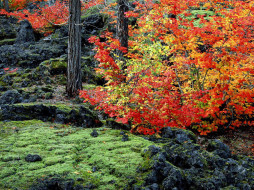 McKenzie Lava Fields Willamette National Forest Oregon     1024x768 