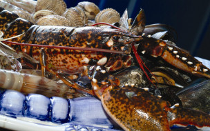 Lobster     1920x1200 lobster, , , , , , , 