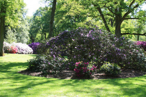 Rhododendronpark Bremen      2048x1365 rhododendronpark, bremen, , , , 