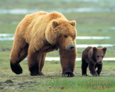 Grizzly Man, The     1280x1024 grizzly, man, the, , 