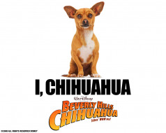 Beverly Hills Chihuahua     1280x1024 beverly, hills, chihuahua, , 