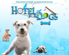 hotel, for, dogs, , 