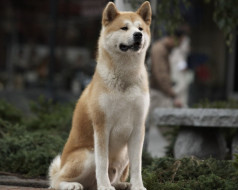 Hachiko: A Dogs Story     1280x1024 hachiko, dogs, story, , 