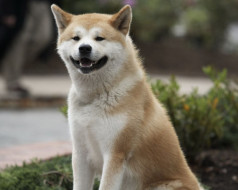 Hachiko: A Dogs Story     1280x1024 hachiko, dogs, story, , 