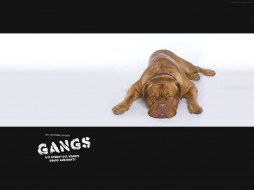 Gangs     1600x1200 gangs, , 