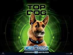 Cats & Dogs: The Revenge of Kitty Galore     1600x1200 cats, dogs, the, revenge, of, kitty, galore, , 