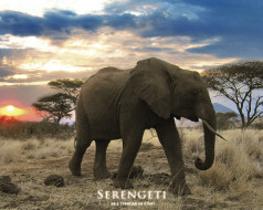 Serengeti     1280x1024 serengeti, , 